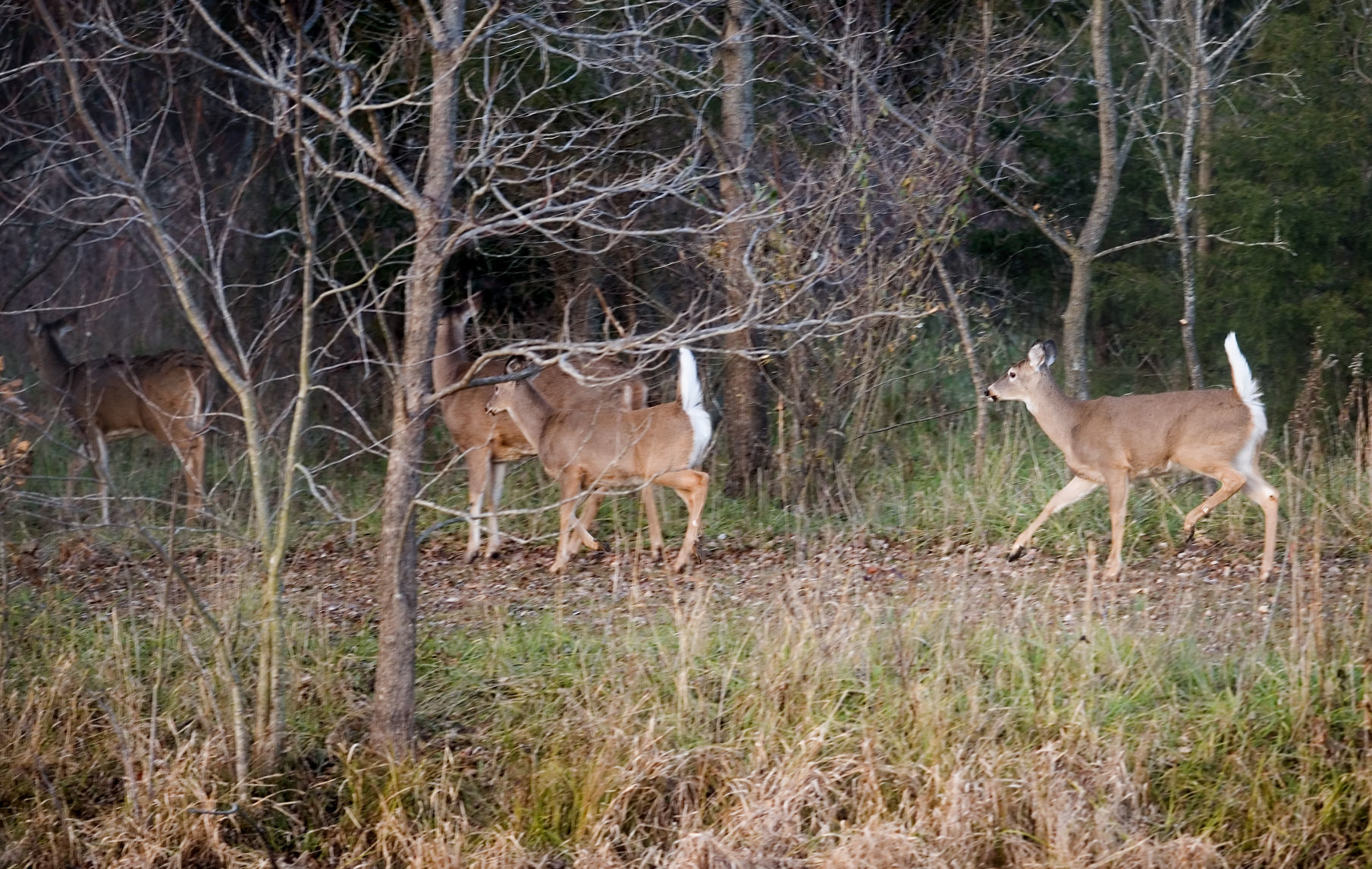 Deer Populations 11/21/18